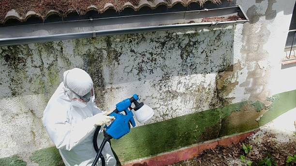 Trusted Commercial Mold Remediation service in Huntington Station, NY - Cheap Mold Removal